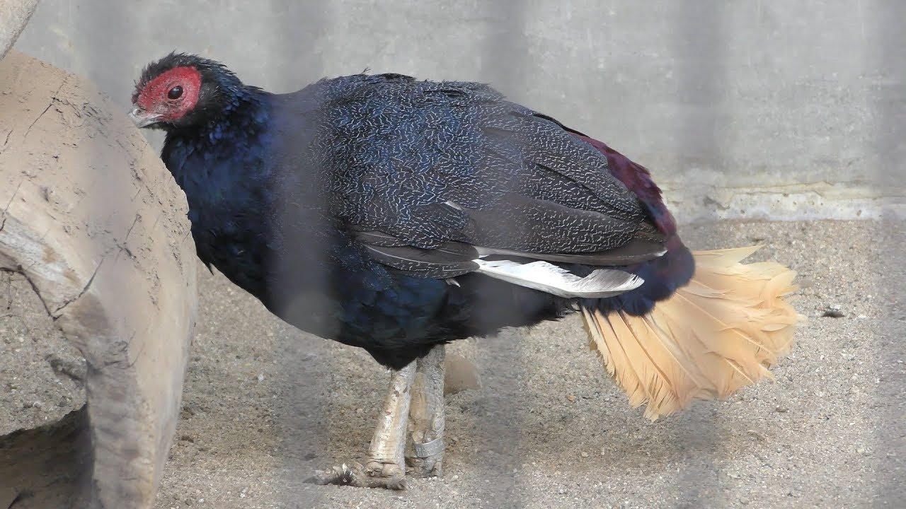 Crestless fireback