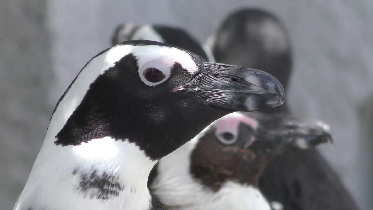 African penguin