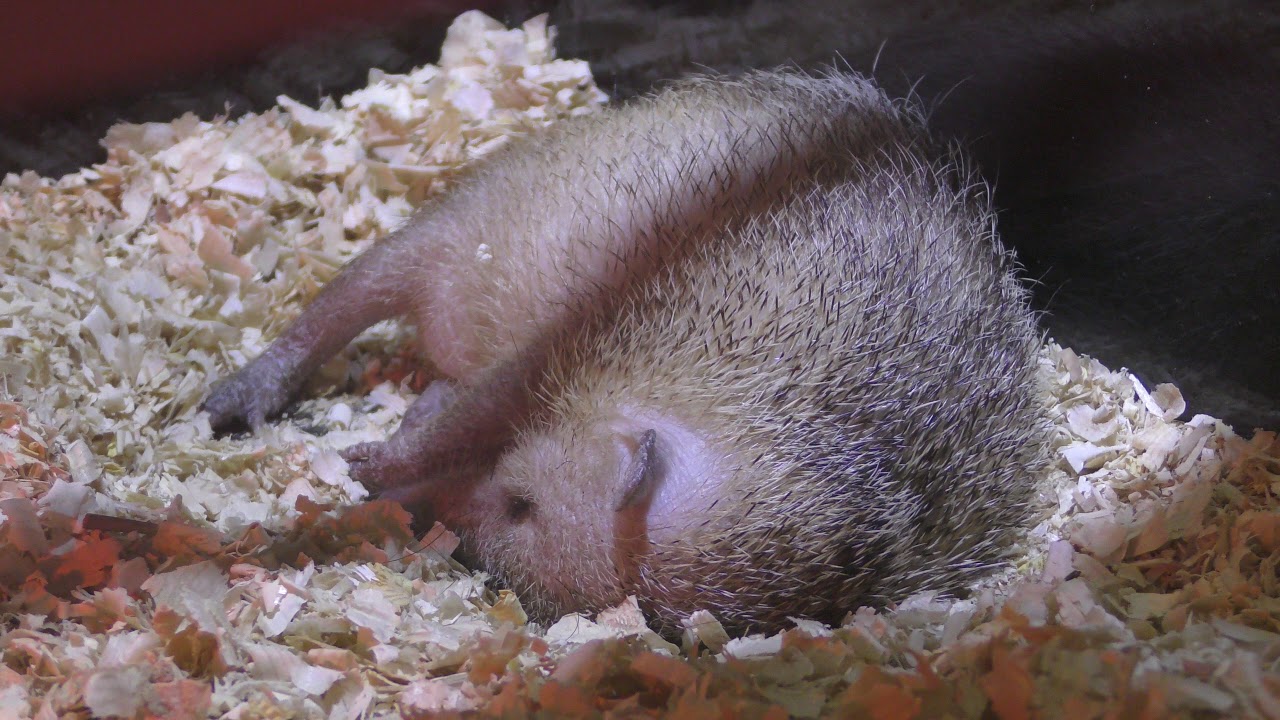 Common tenrec
