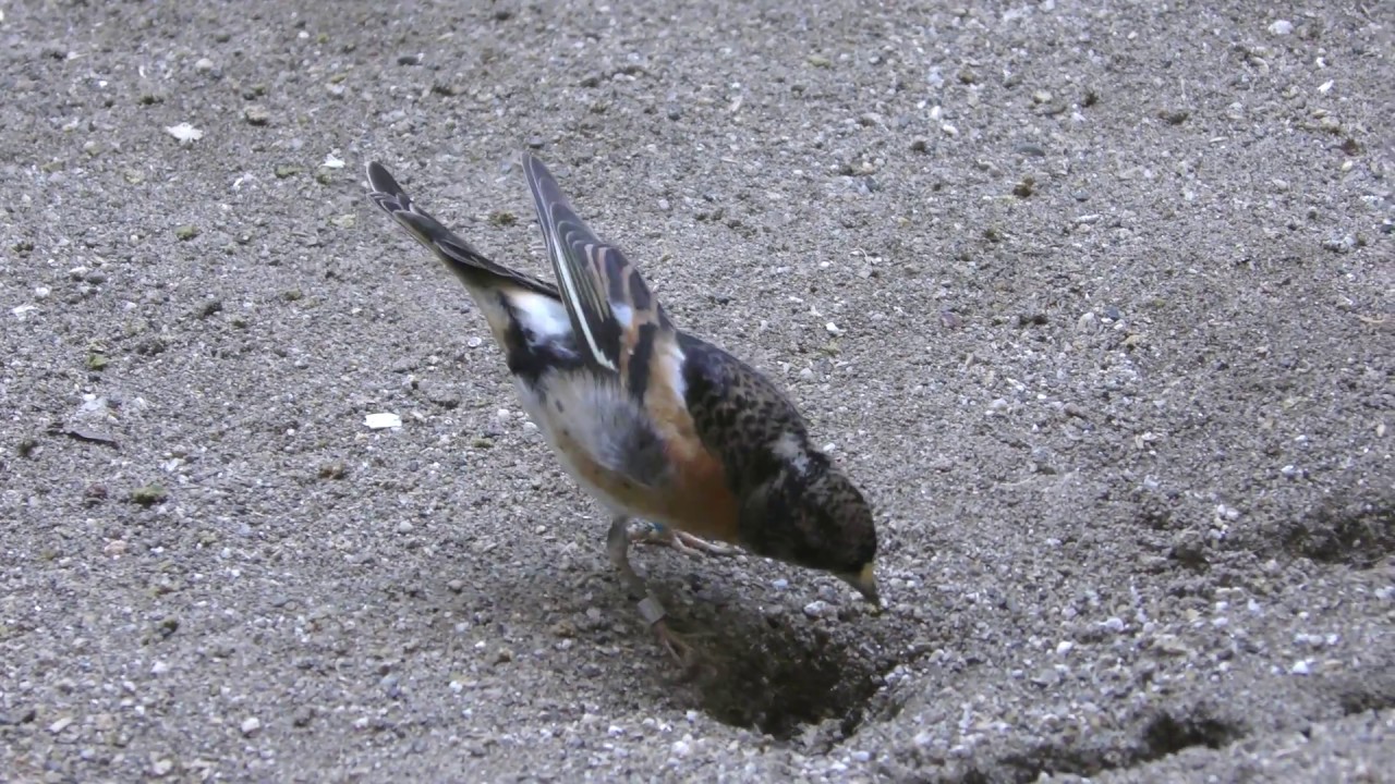 Brambling