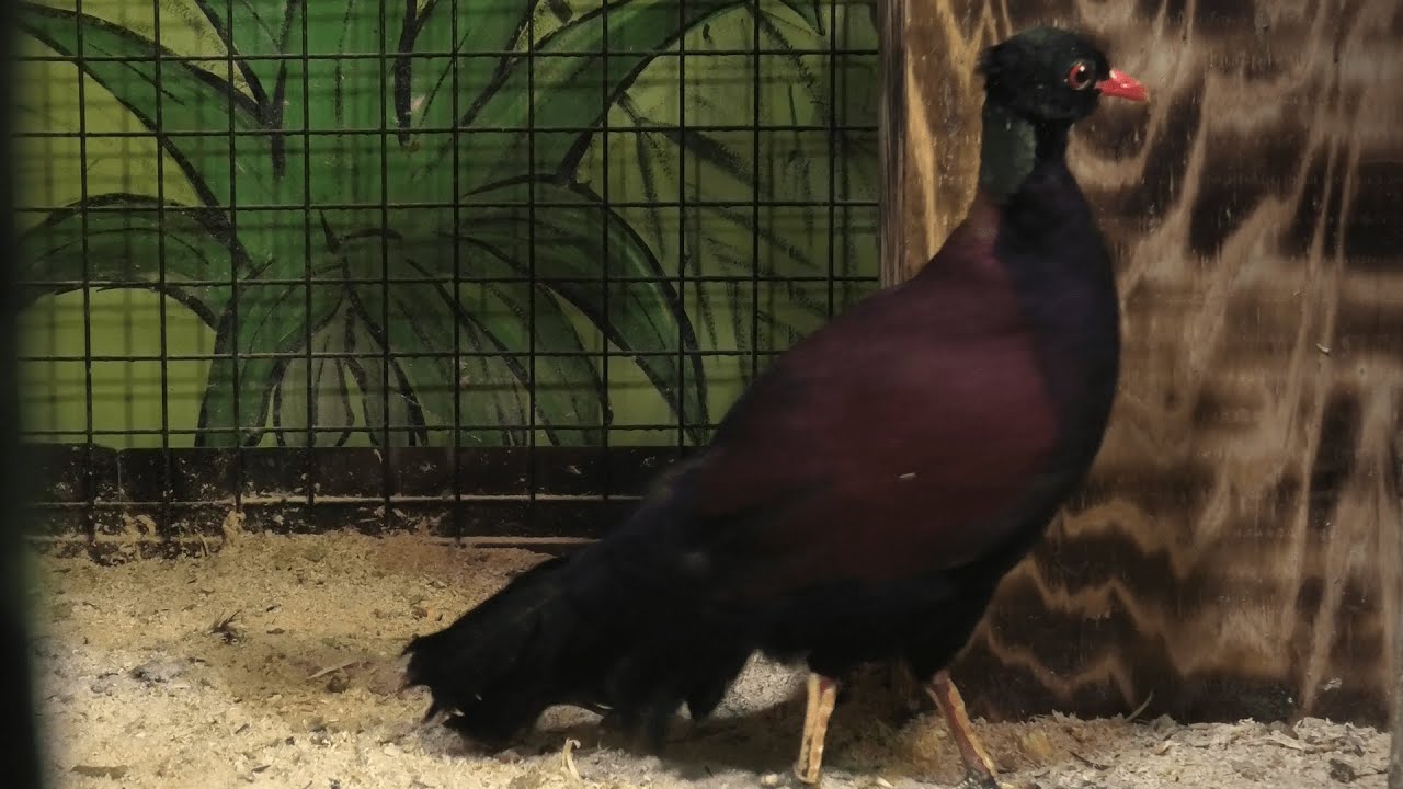 ゴクラクバト