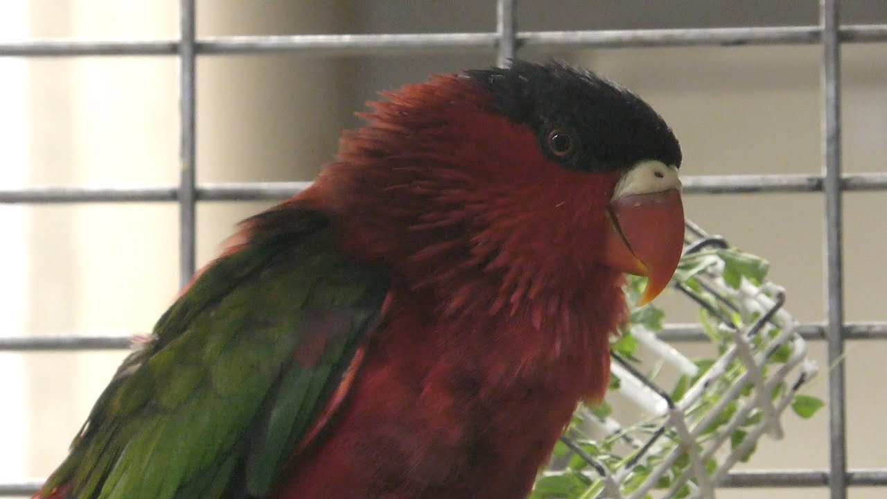 Black-capped lory