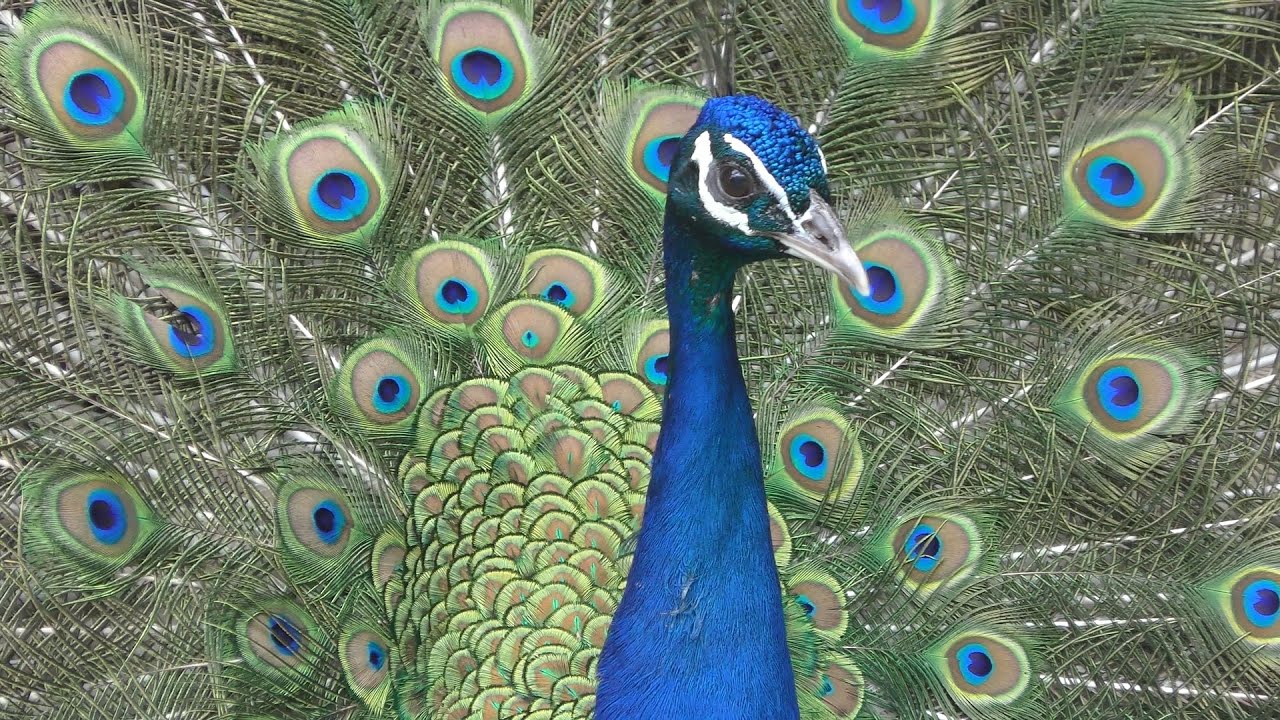 Common peafowl