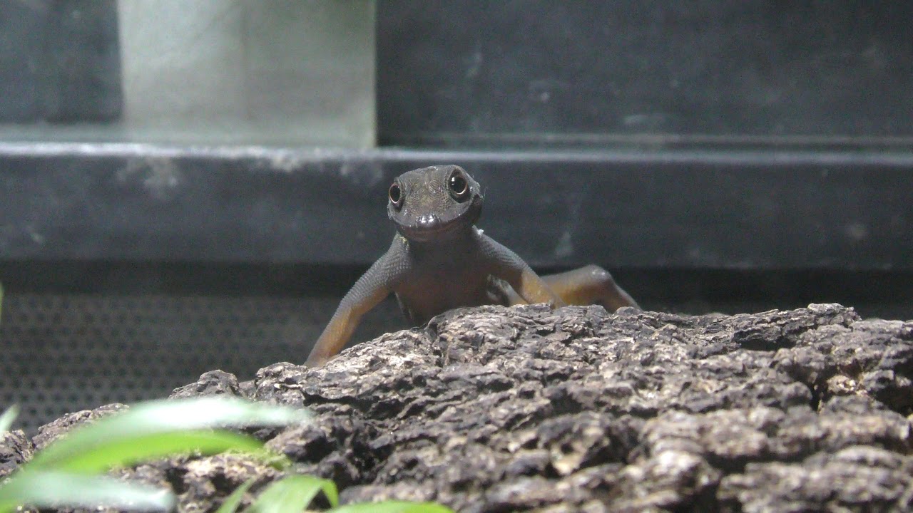 Psychedelic rock gecko