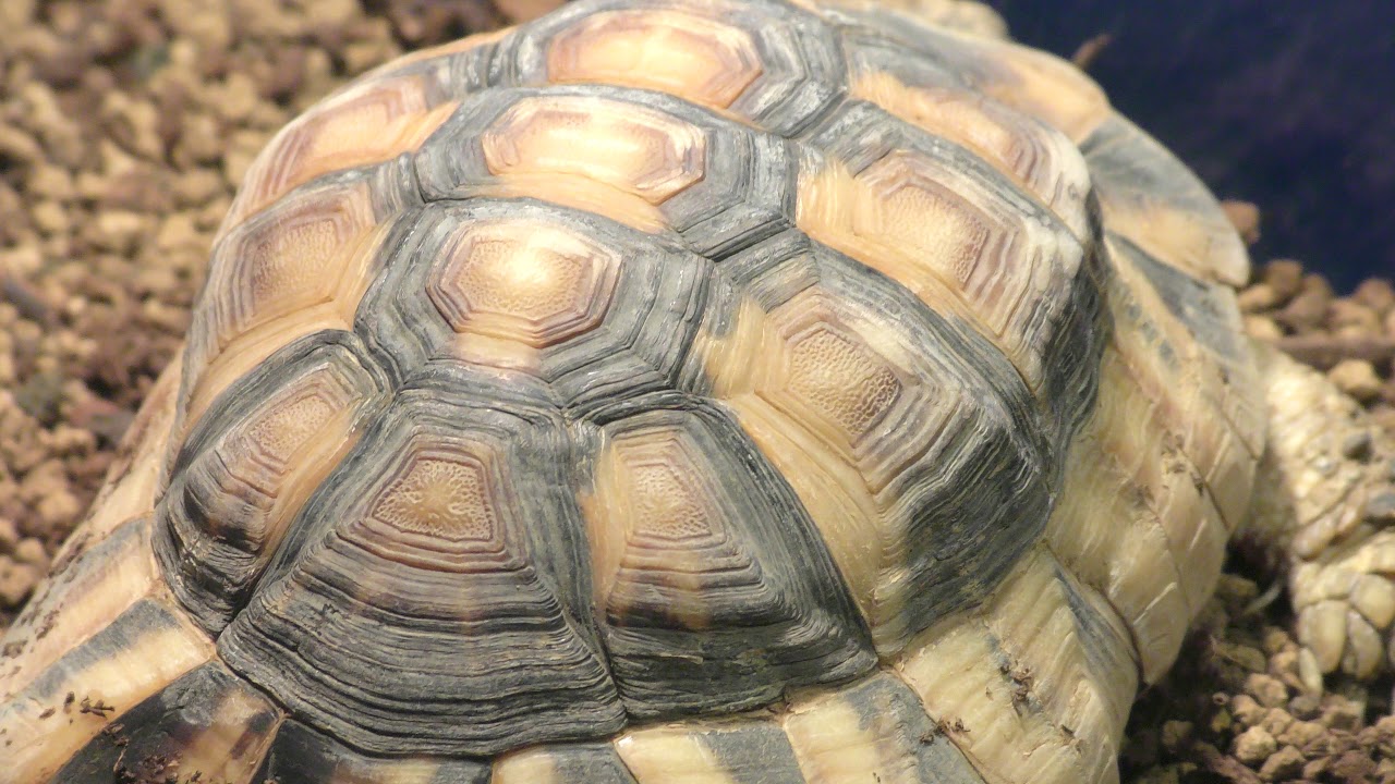 Marginated tortoise