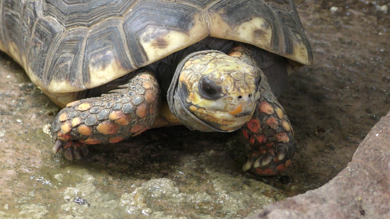 Red-footed tortoise