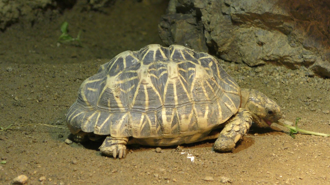 Radiated tortoise