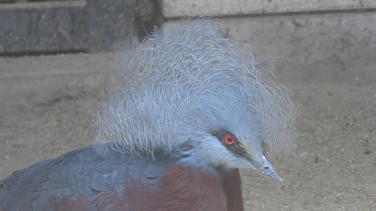 Scheepmaker's crowned pigeon