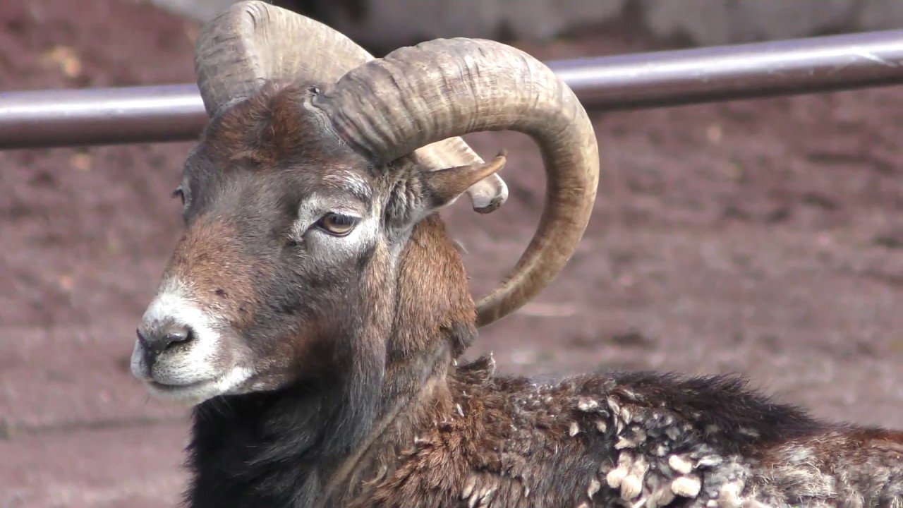 Mouflon