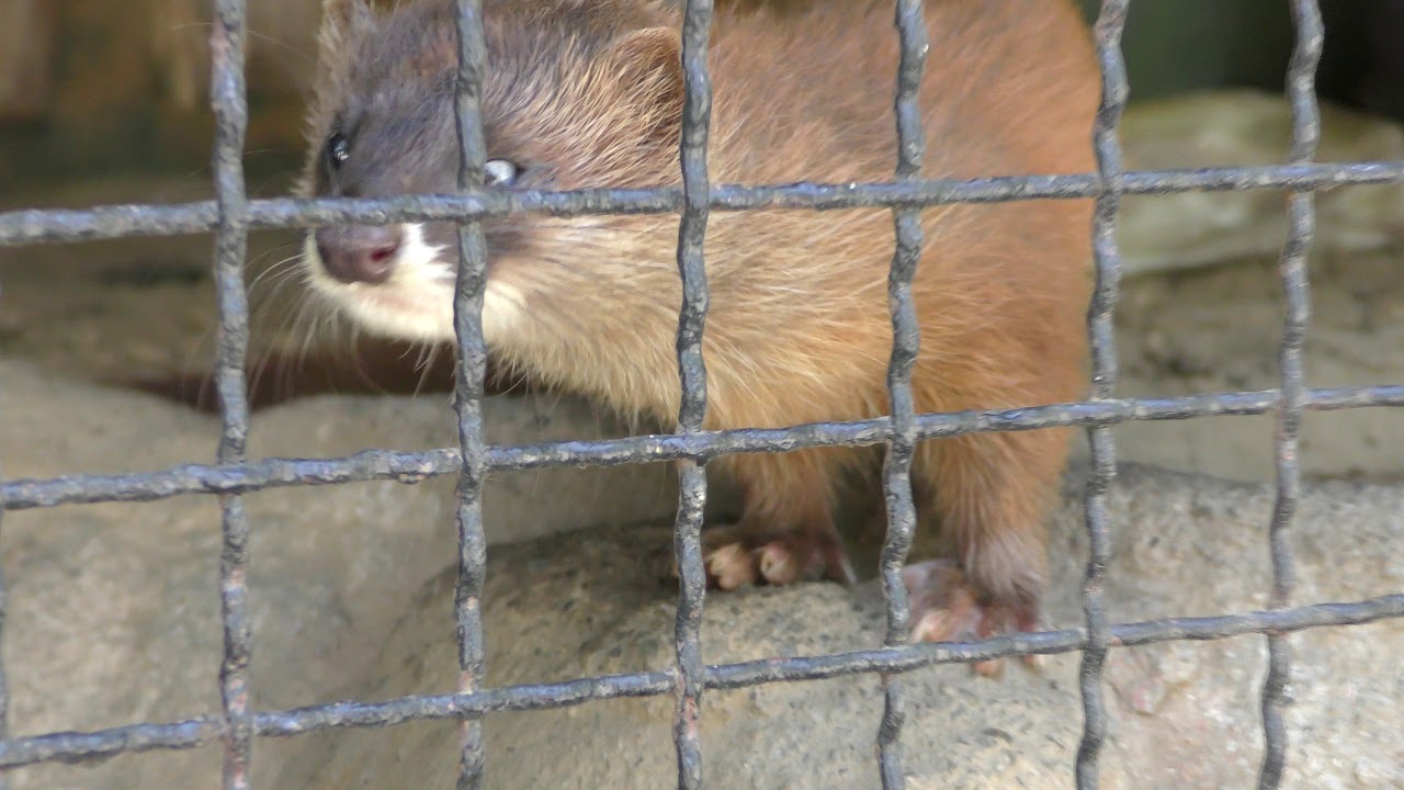 Japanese weasel