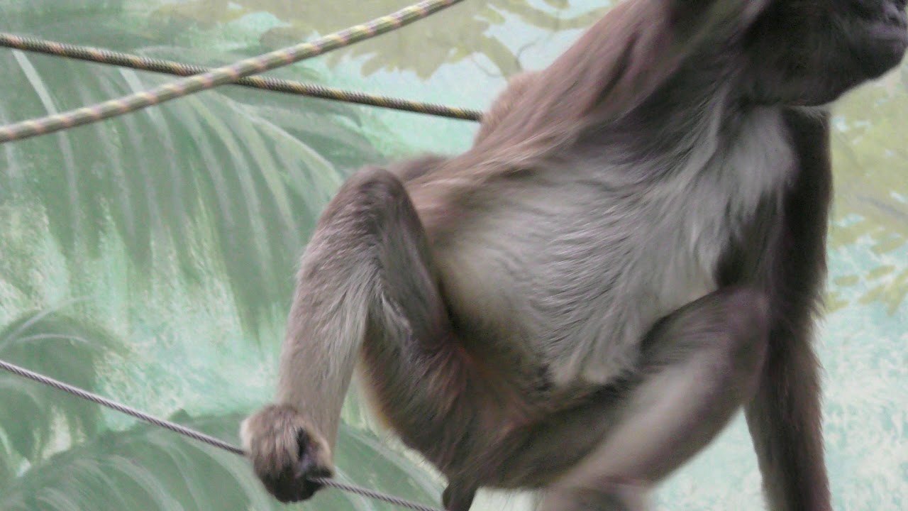 Brown spider monkey