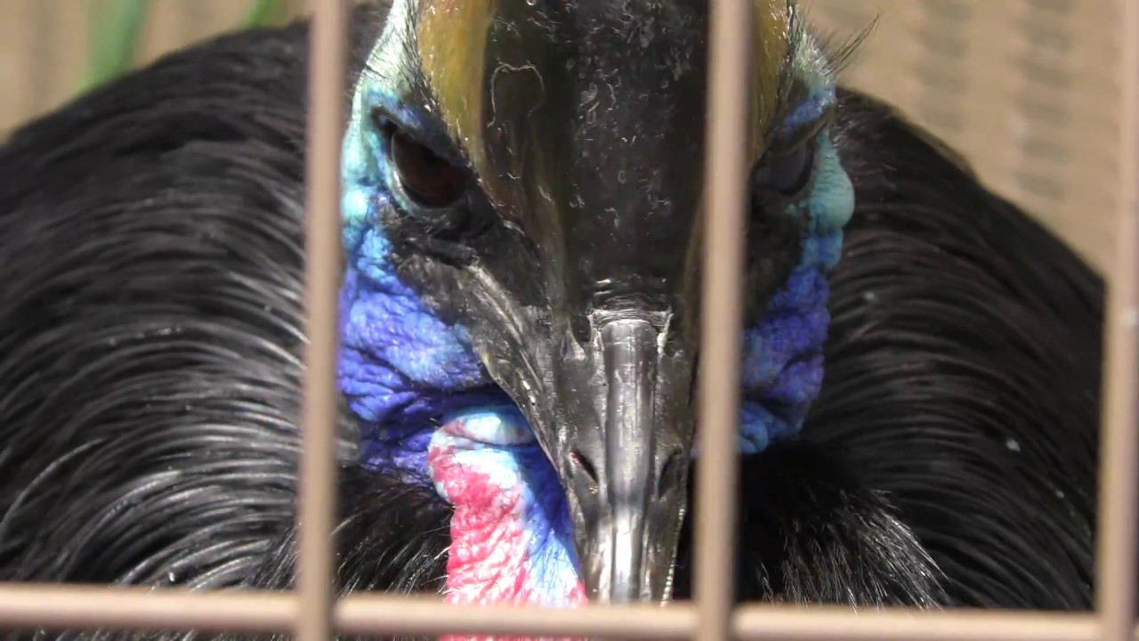 Australian cassowary