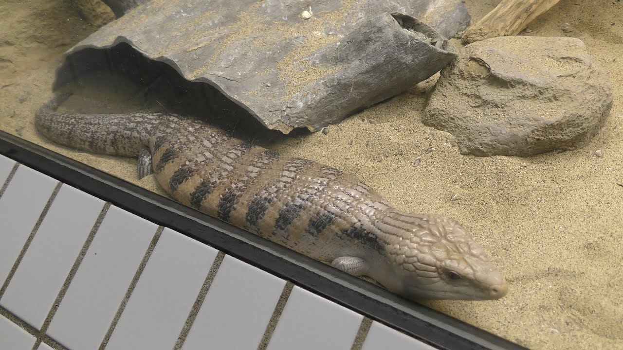 Northern blue-tongued skink