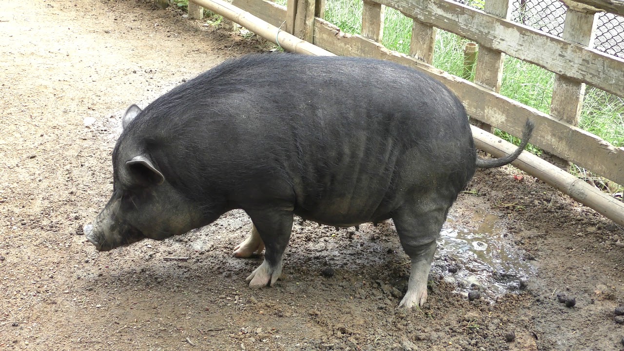 Vietnamese pot-bellied