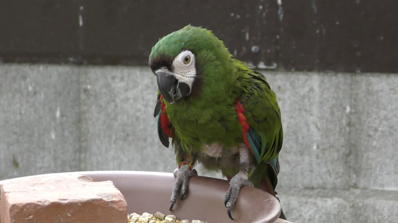 Chestnut-fronted macaw