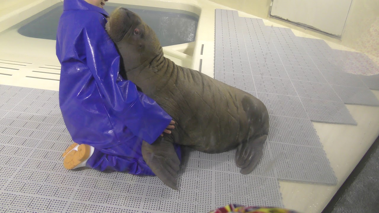 Pacific walrus