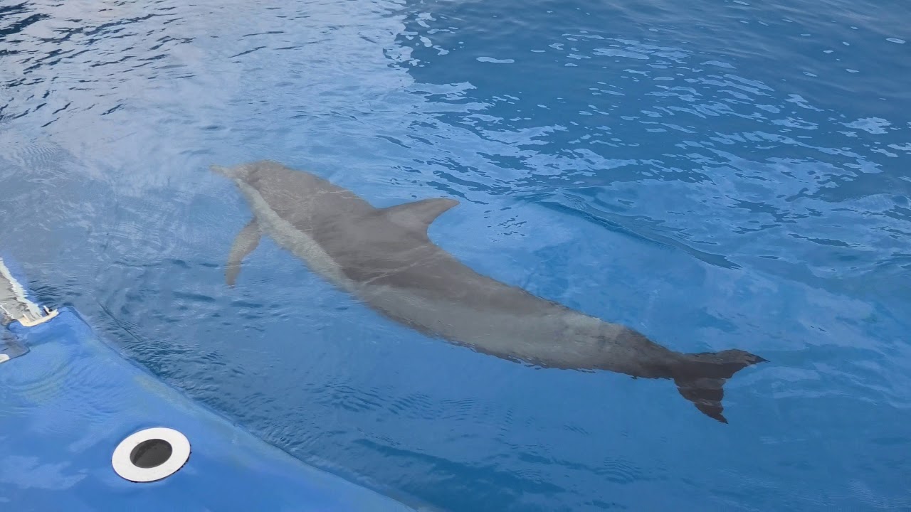 Long-beaked common dolphin