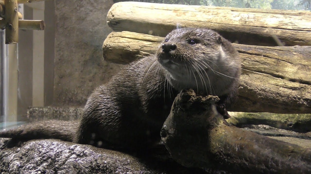 Eurasian otter