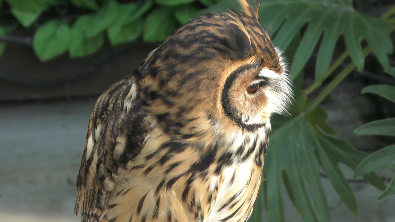Striped owl
