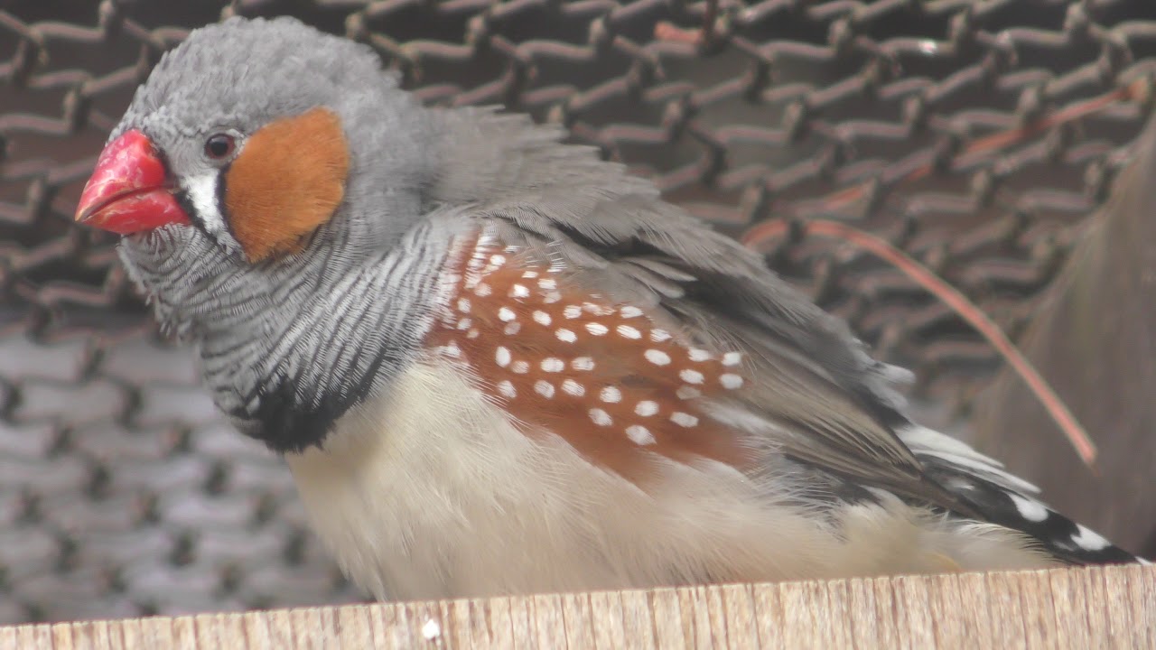 Zebra finch