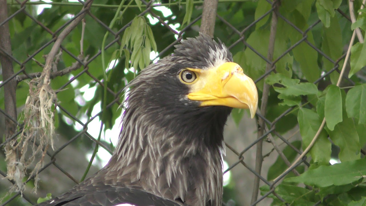 Steller's sea eagle