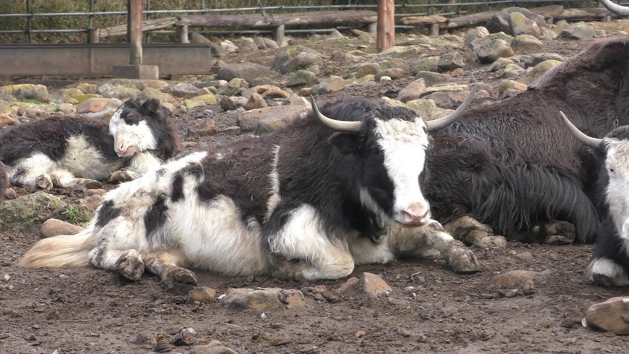 Yak