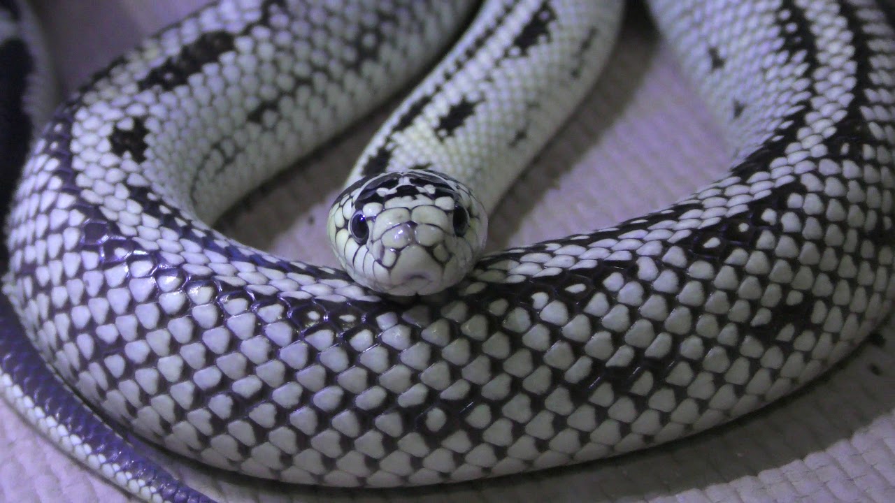 California kingsnake