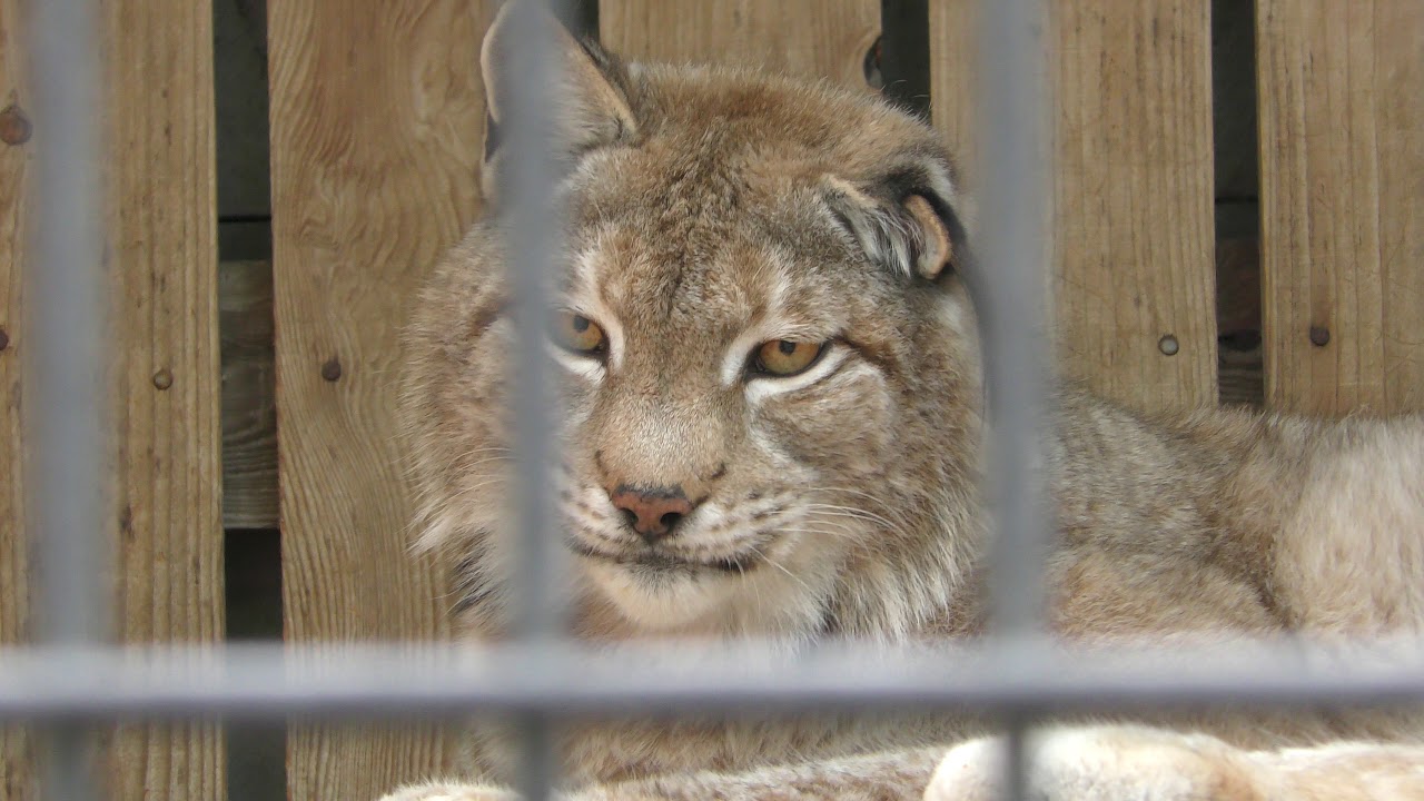 Siberian lynx