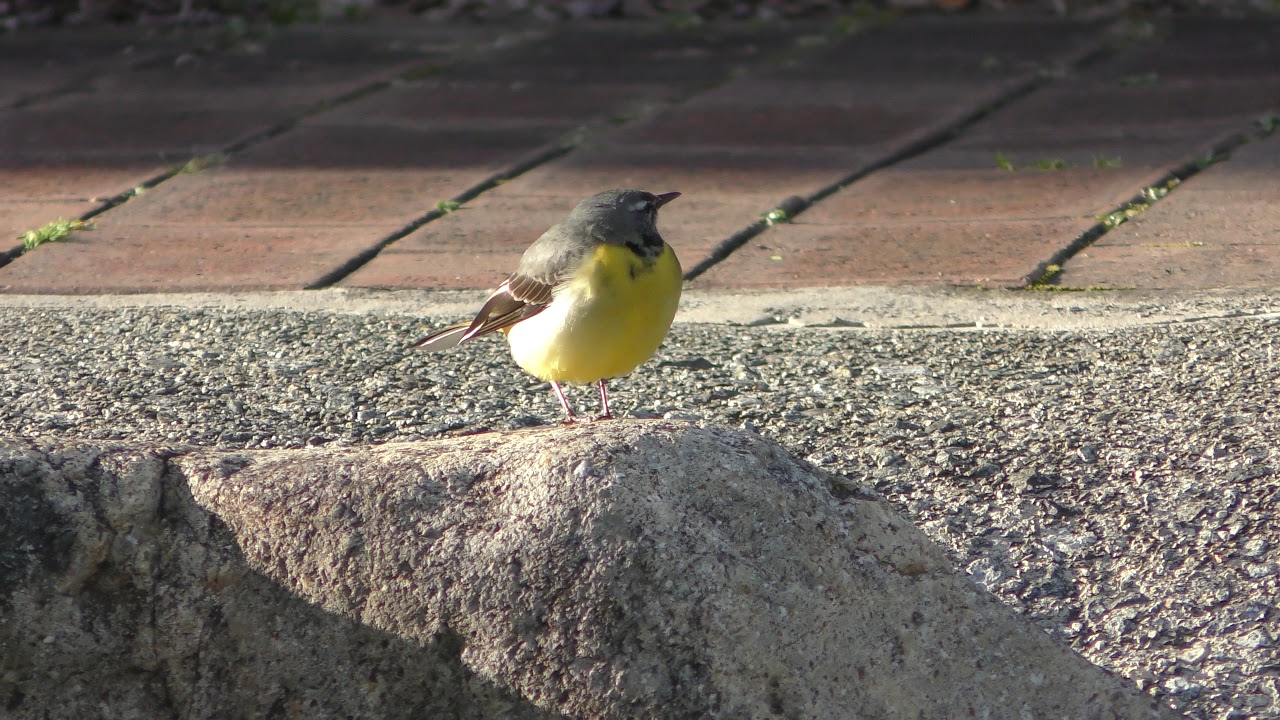 Grey wagtail