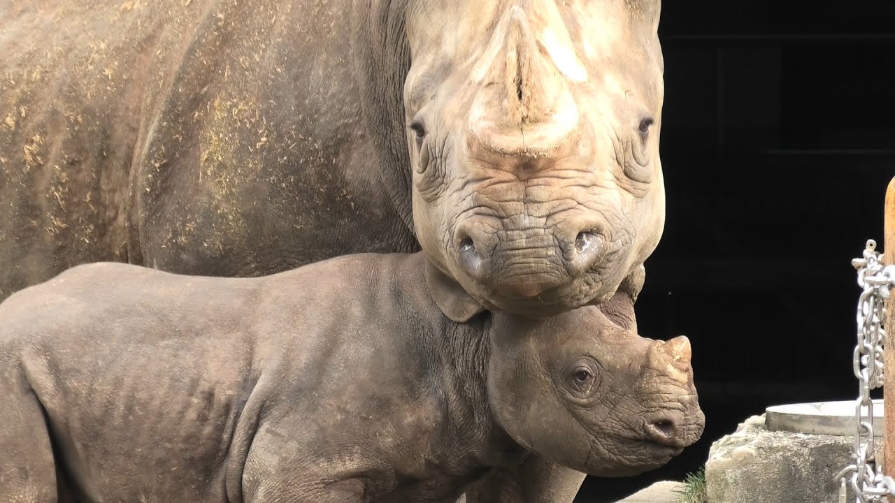 Eastern black rhinoceros