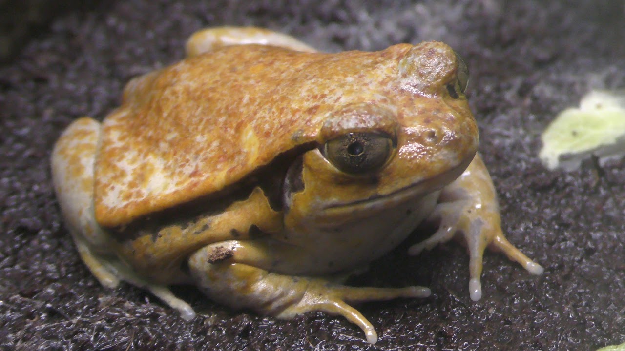 False tomato frog