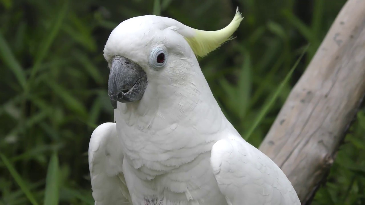 Triton cockatoo