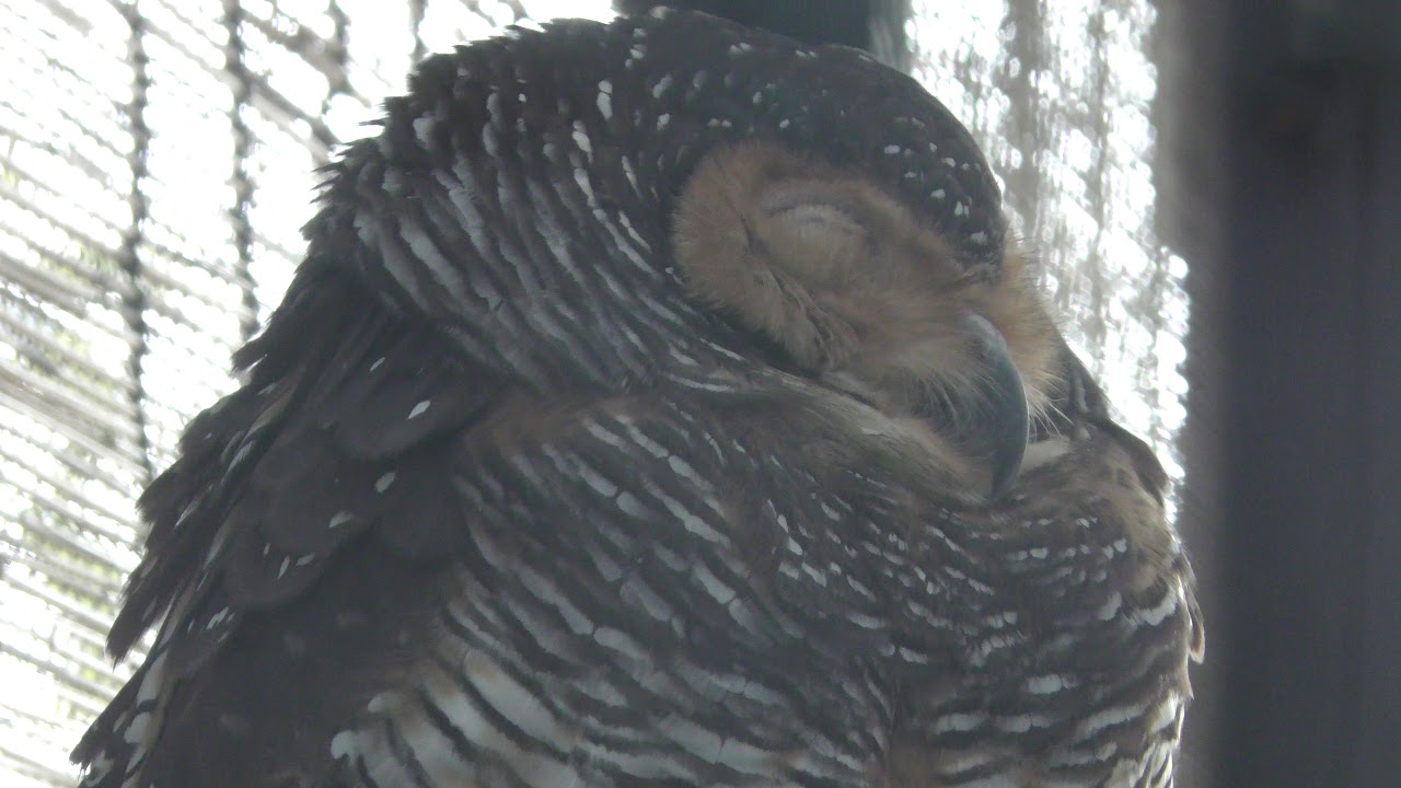 Spotted wood owl
