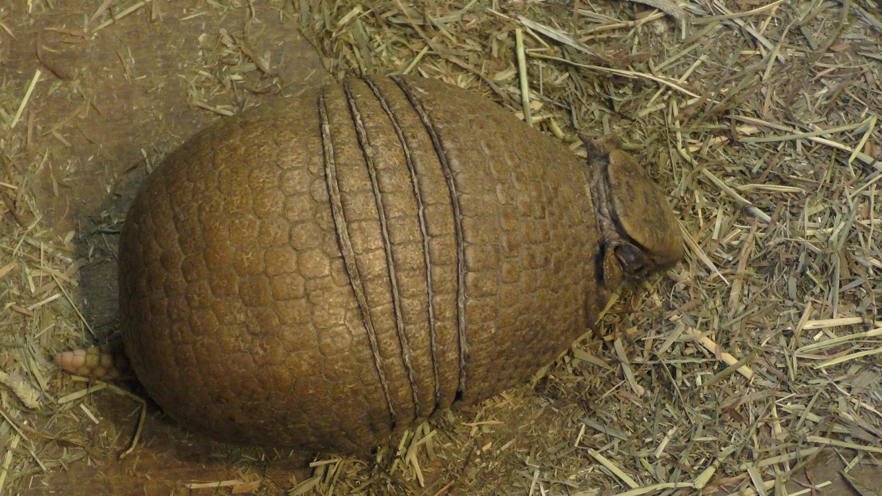 Brazilian three-banded armadillo