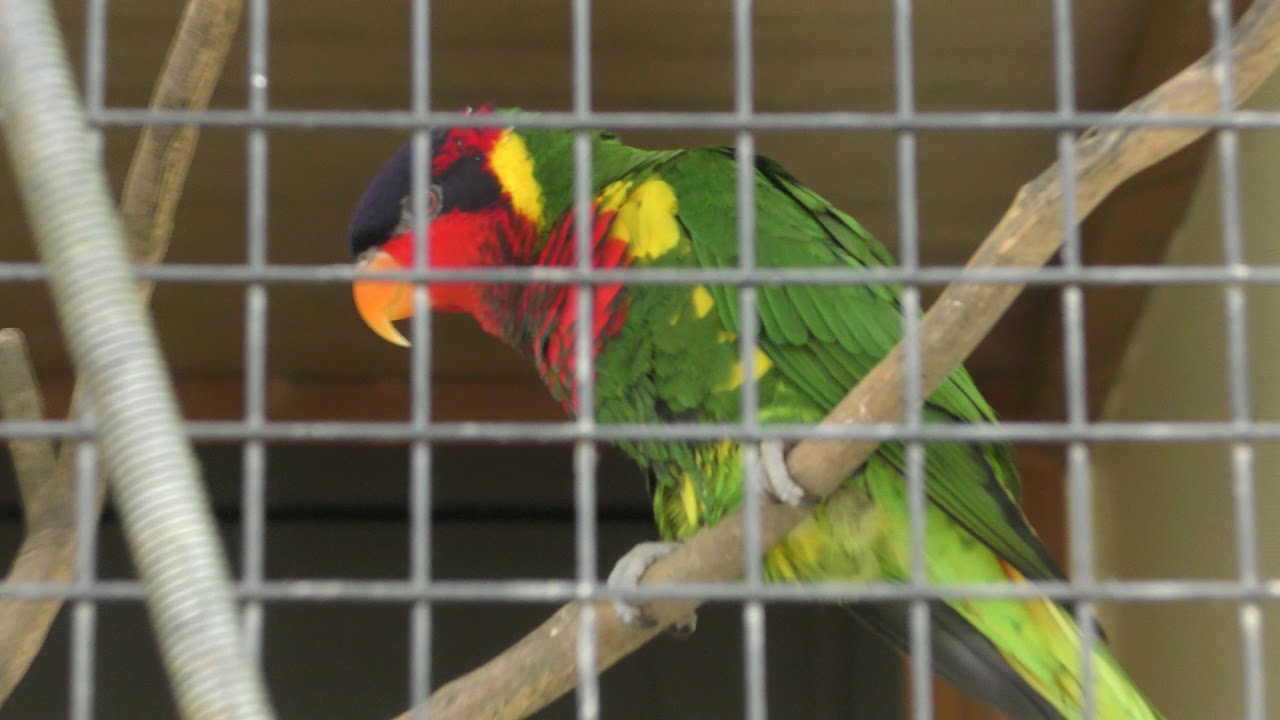 Ornate lorikeet