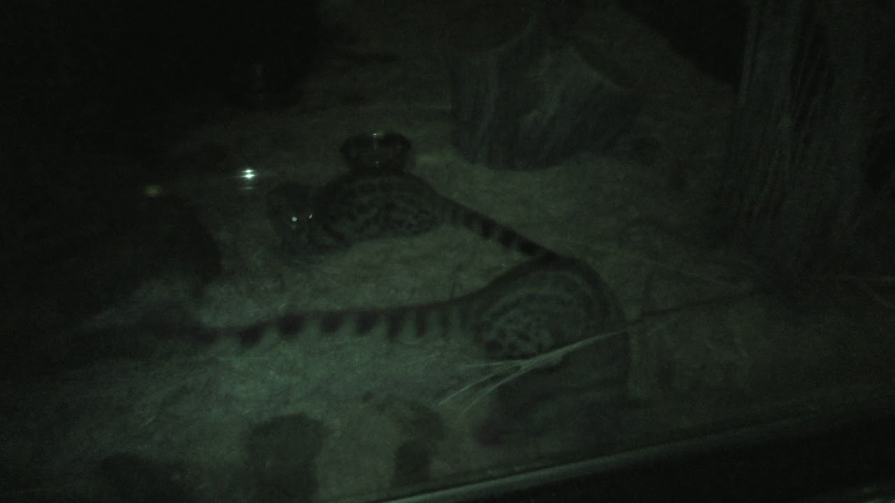 Cape genet