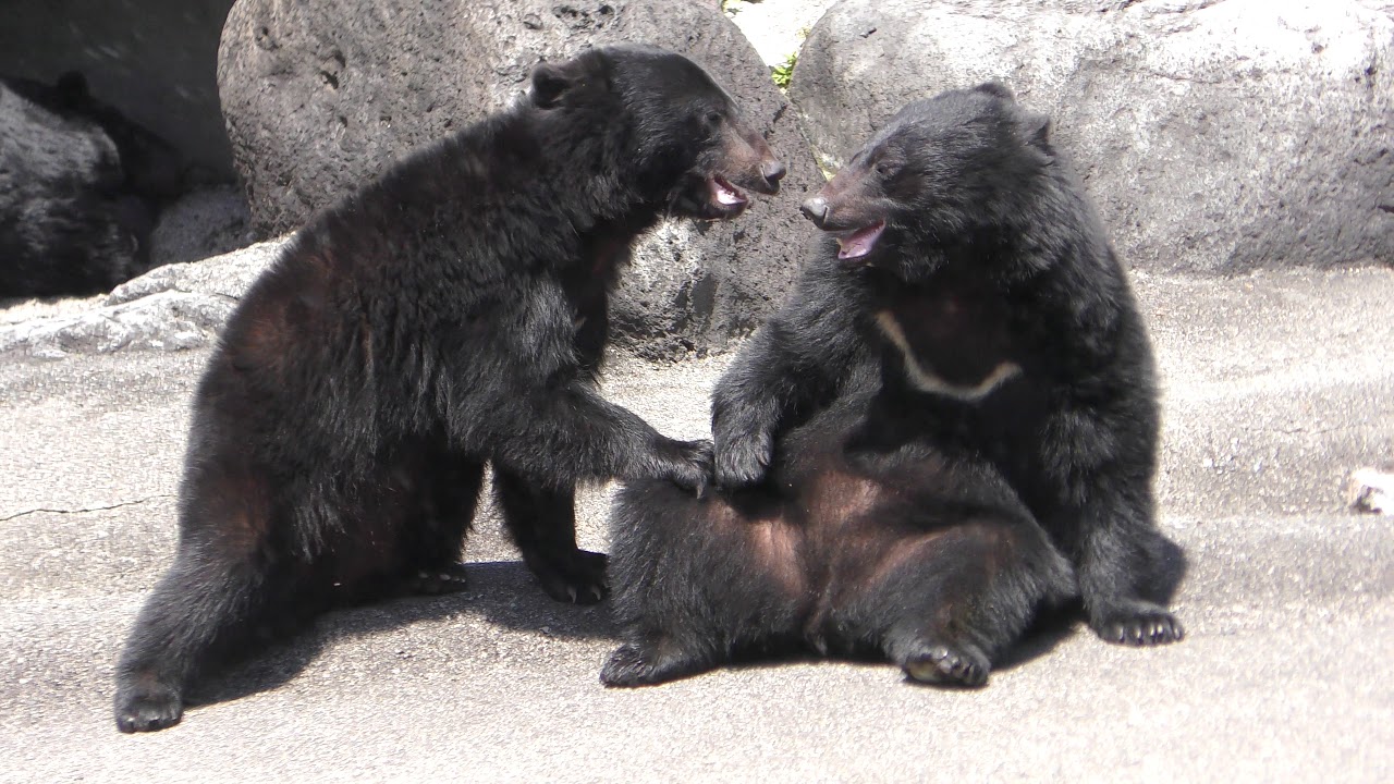 ツキノワグマ | 動物図鑑 | ZFC.jp