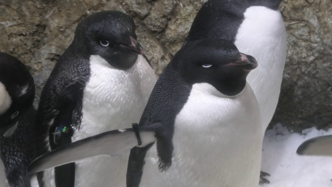 Adelie penguin