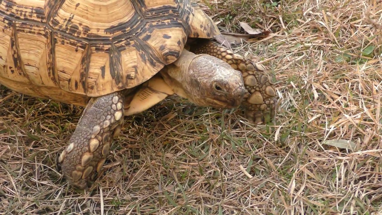 African leopard tortoise