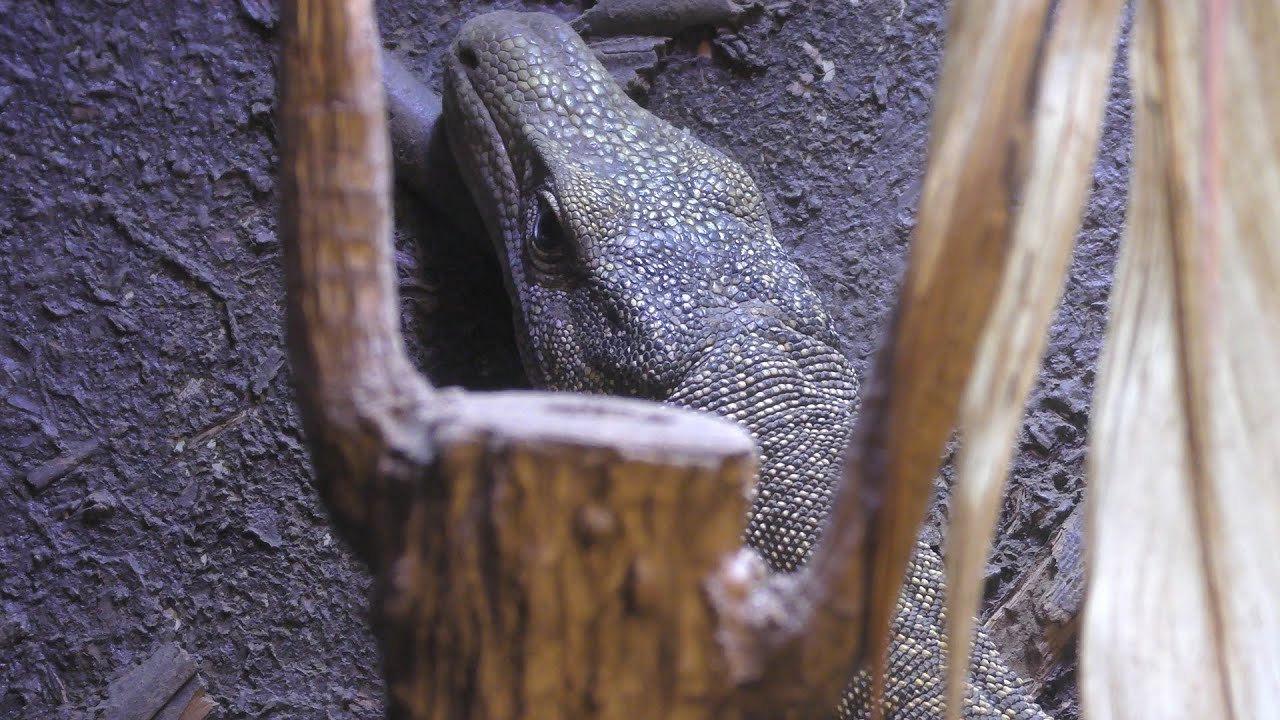 Crocodile monitor