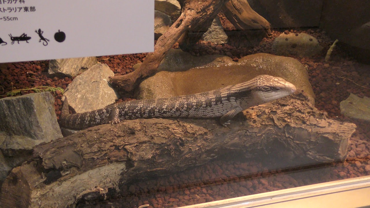 Common blue-tongued skink