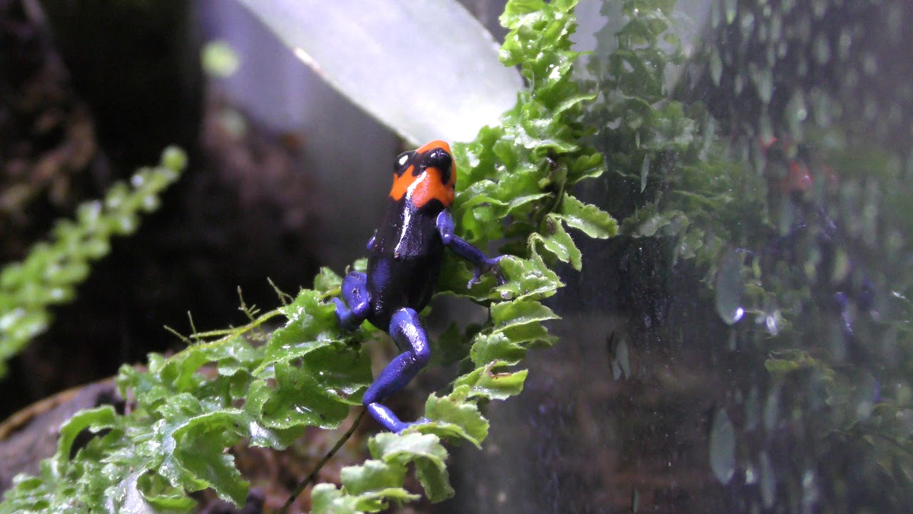 Blessed poison frog