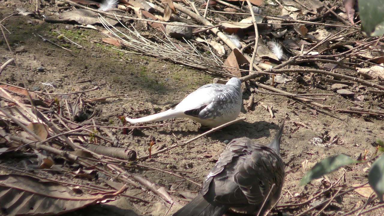White-headed pigeon
