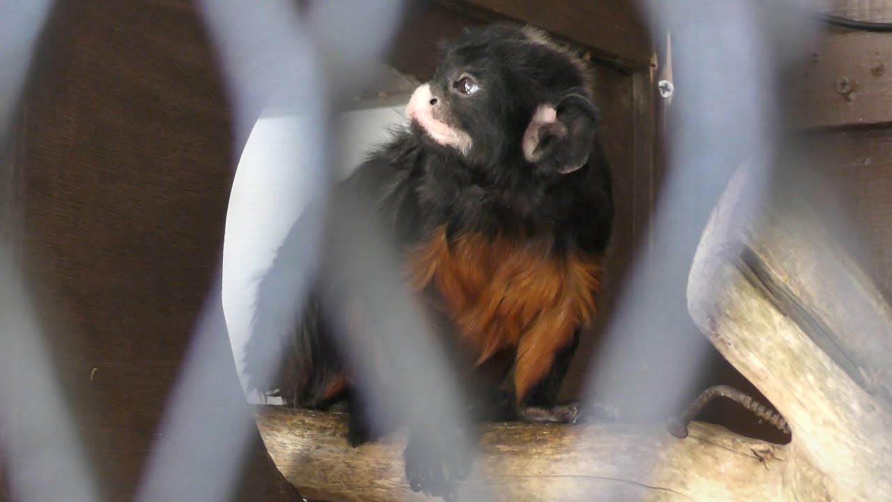 White-lipped tamarin
