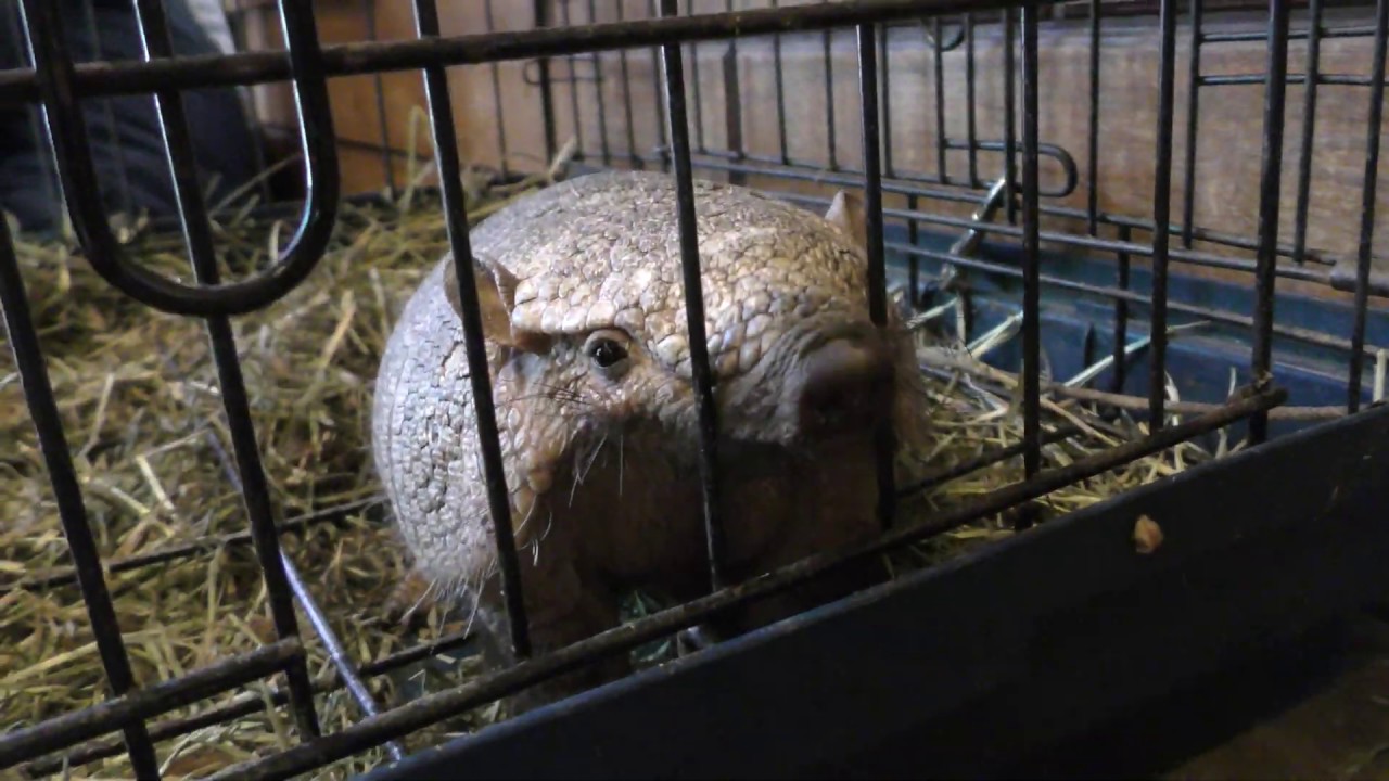 Screaming hairy armadillo