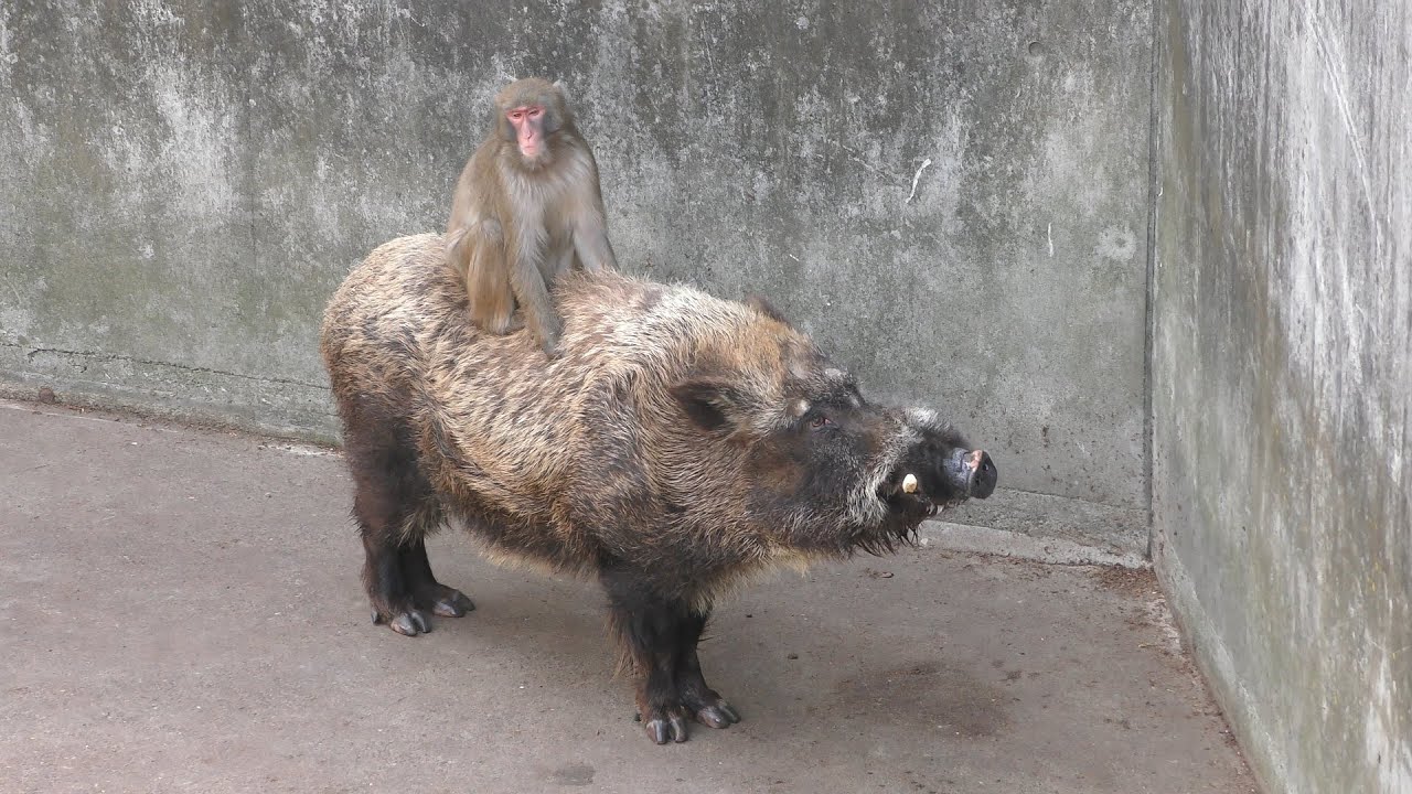 Wild boar (japanese)