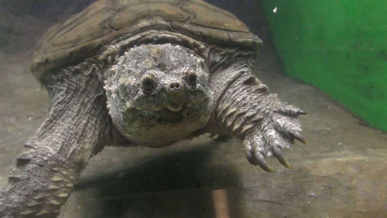 Snapping turtle