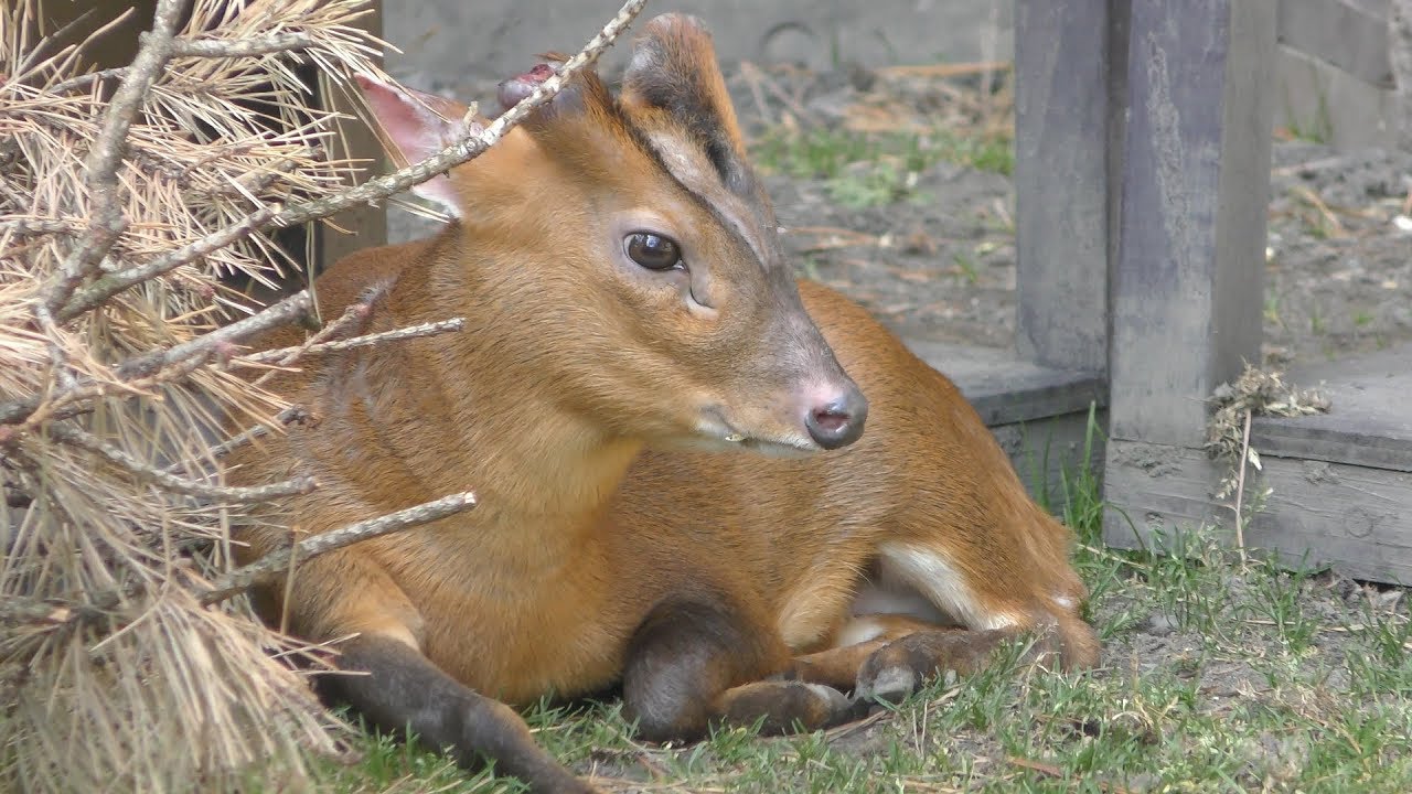 Reeves's muntjac