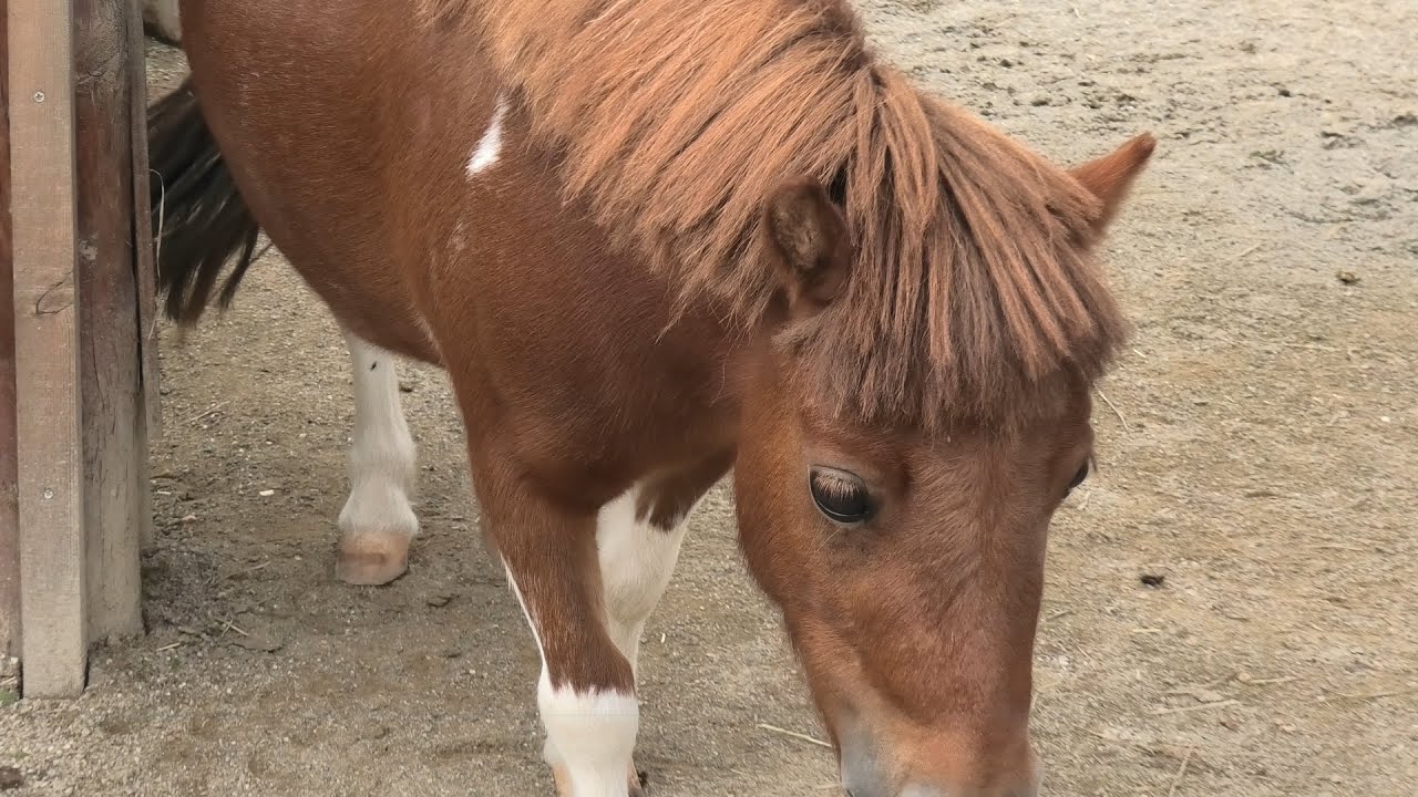 Falabella