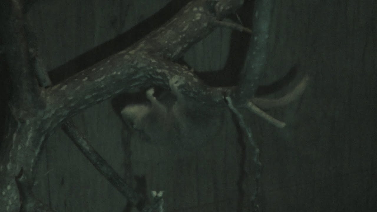 Japanese dormouse